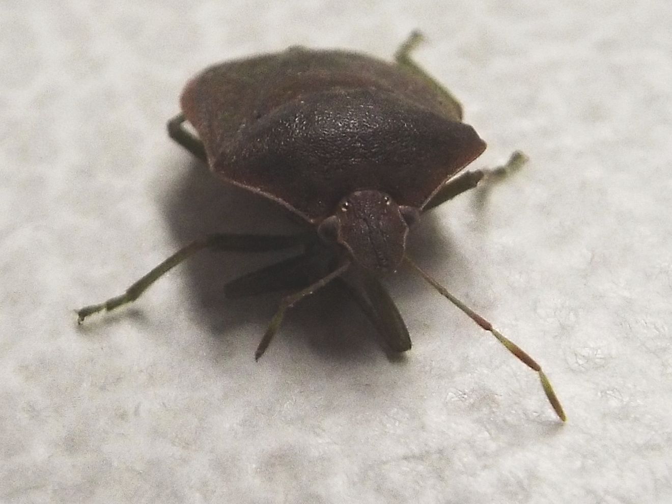 Pentatomidae: Nezara viridula scura